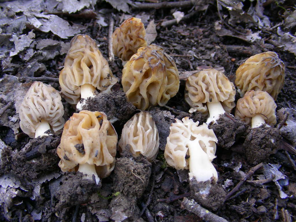 Funghi primaverili ...